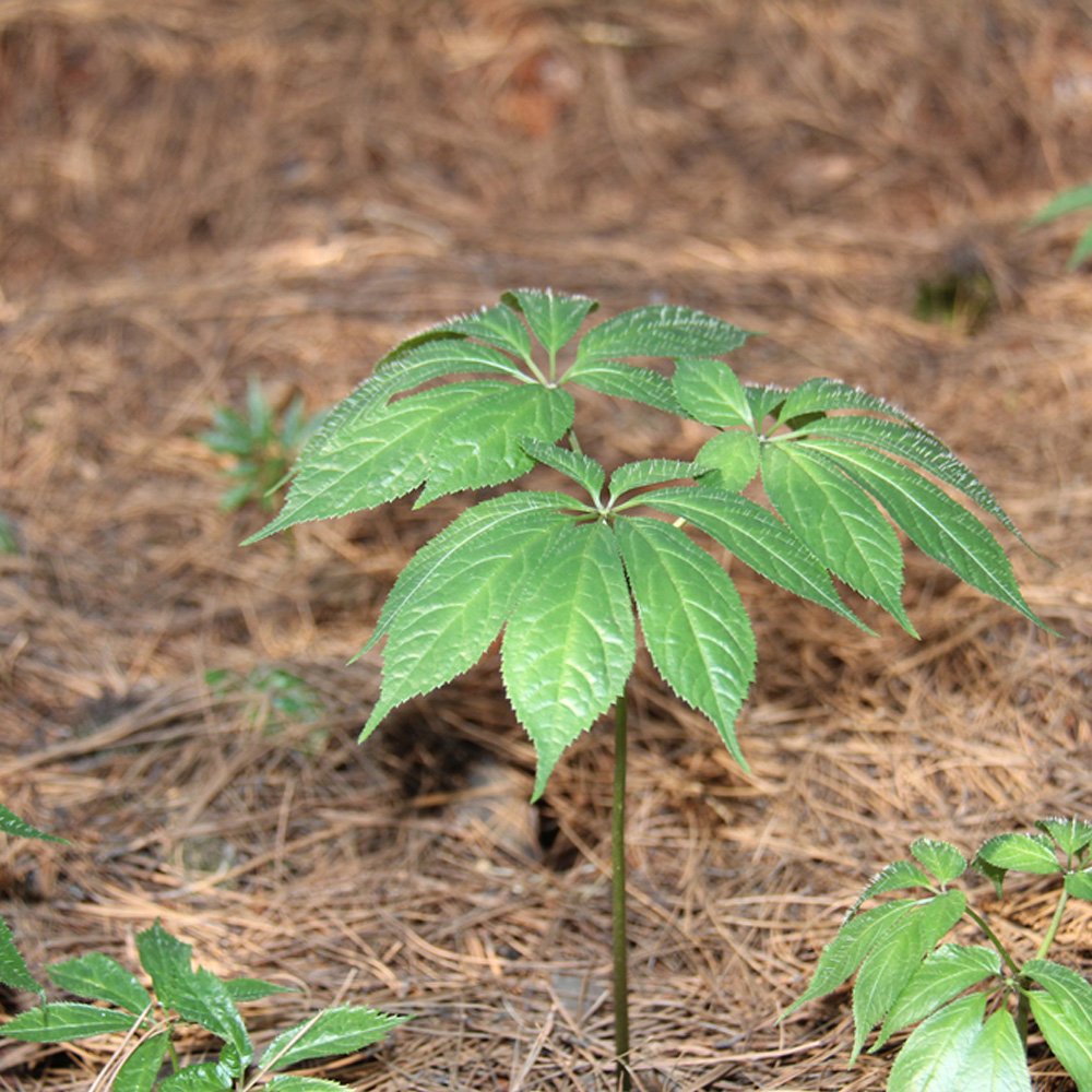 昆明站完成全面評估：三七農(nóng)藥殘留處于安全級別，不會對消費者造成健康威脅